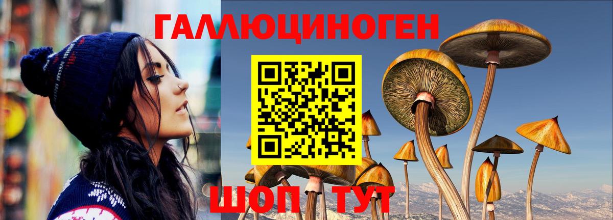 Галлюциногенные грибы Psilocybe  продажа наркотиков  Кушва  Галлюциногенные грибы Psilocybine cubensis 